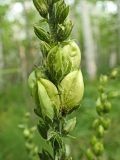 Veratrum dolichopetalum