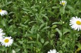 род Leucanthemum