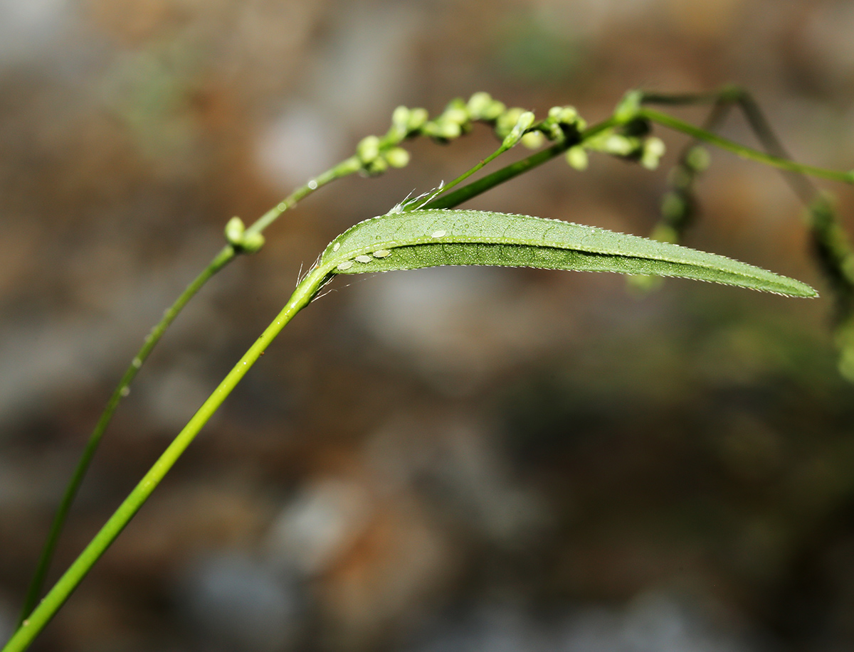 Image of Persicaria viscofera specimen.