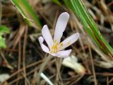 Colchicum umbrosum. Цветок. Кавказ, Сочинский р-н, Лазаревское, Нижний сад ВИЗР, 30 сентября 2005 г.