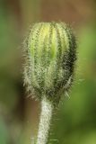 Pilosella officinarum