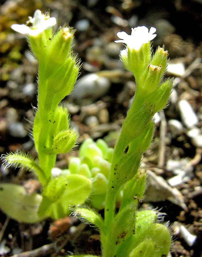 Image of Myosotis litoralis specimen.