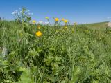 Ranunculus oreophilus. Цветущее растение. Карачаево-Черкесия, Зеленчукский р-н, гора Джисса, ≈ 1600 м н.у.м., субальпийский луг. 14.06.2024.