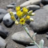 Cladochaeta candidissima. Цветущие и развивающиеся соцветия-корзинки. Дагестан, Ахтынский р-н, с. Ахты, дол. р. Ахтычай (правый приток р. Самур), илистая отмель. 05.08.2024.