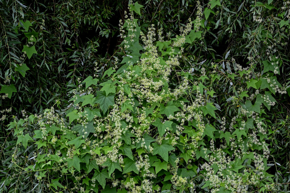 Изображение особи Echinocystis lobata.
