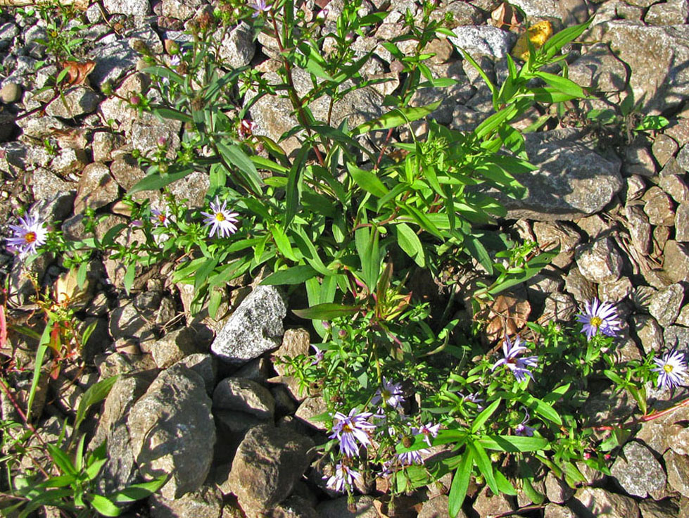 Изображение особи Symphyotrichum &times; salignum.