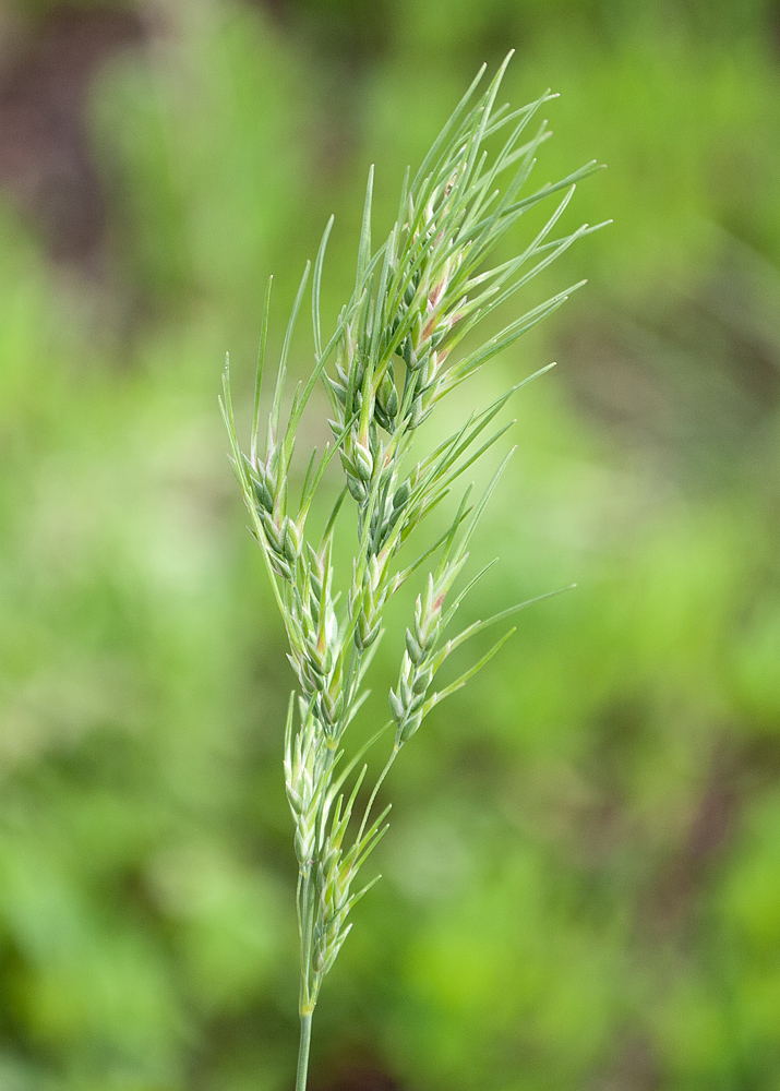 Image of Poa bulbosa ssp. vivipara specimen.