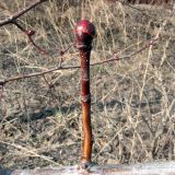 Crataegus maximowiczii