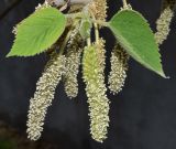 Broussonetia papyrifera