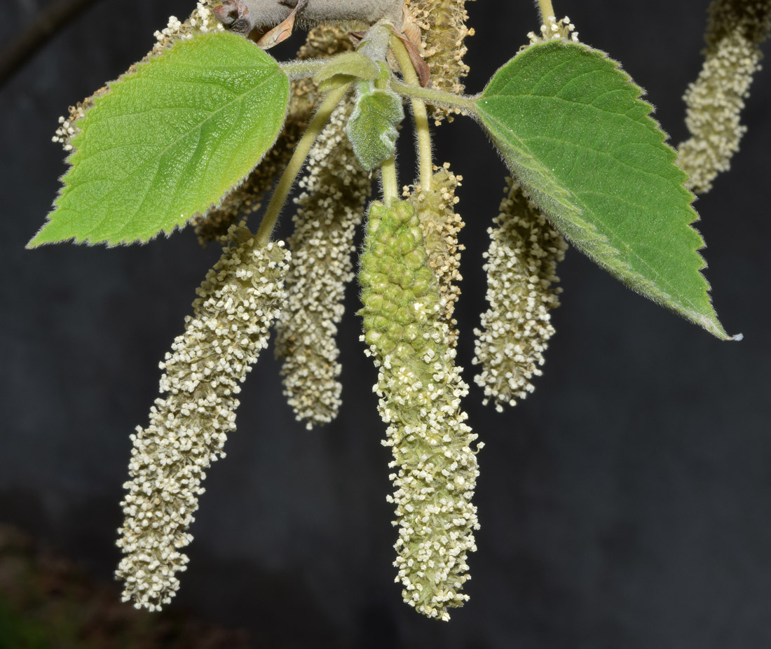 Изображение особи Broussonetia papyrifera.