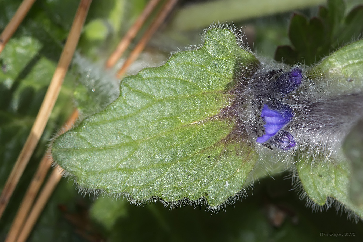 Изображение особи Ajuga orientalis.