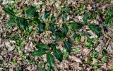 Ilex colchica