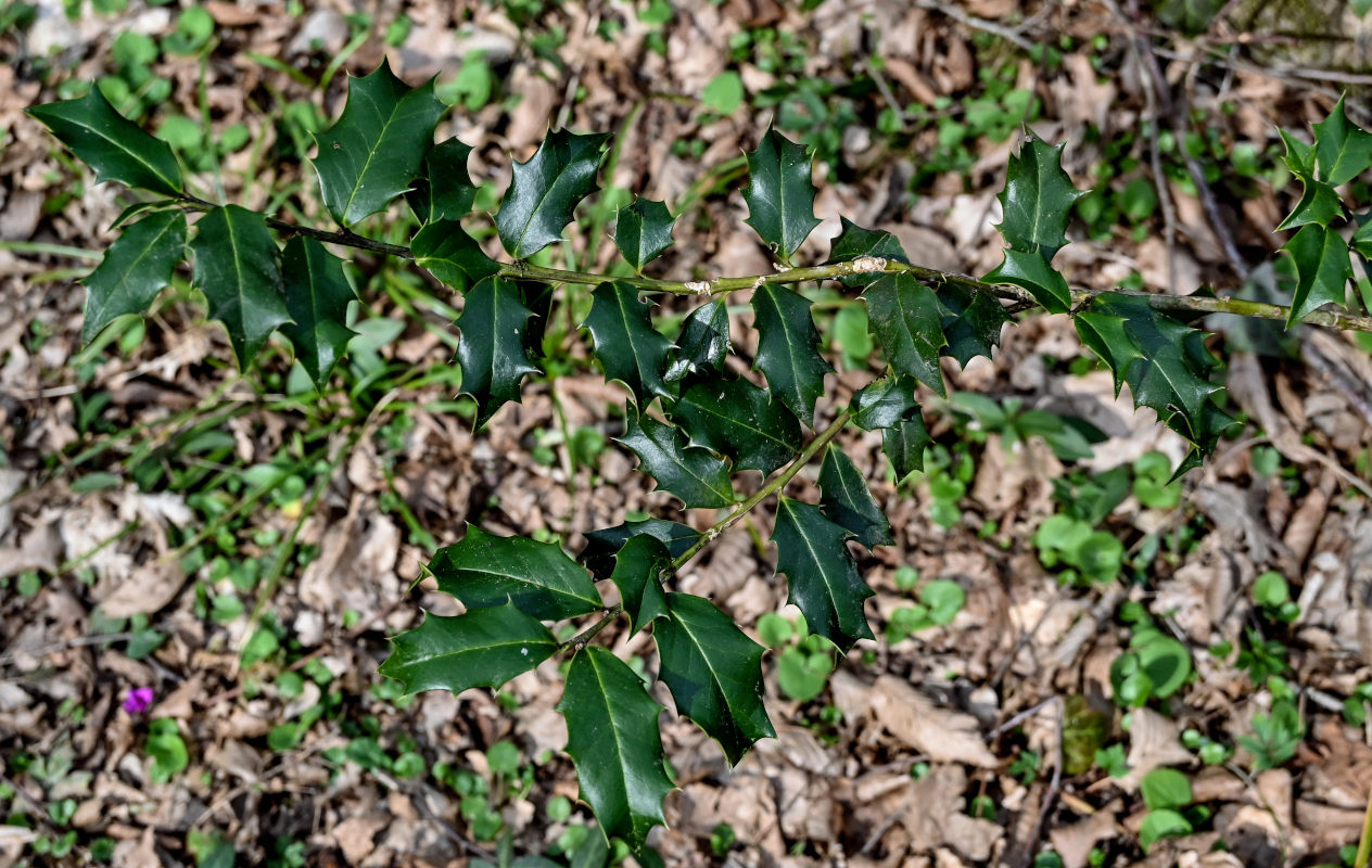 Изображение особи Ilex colchica.
