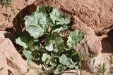 Atriplex moneta