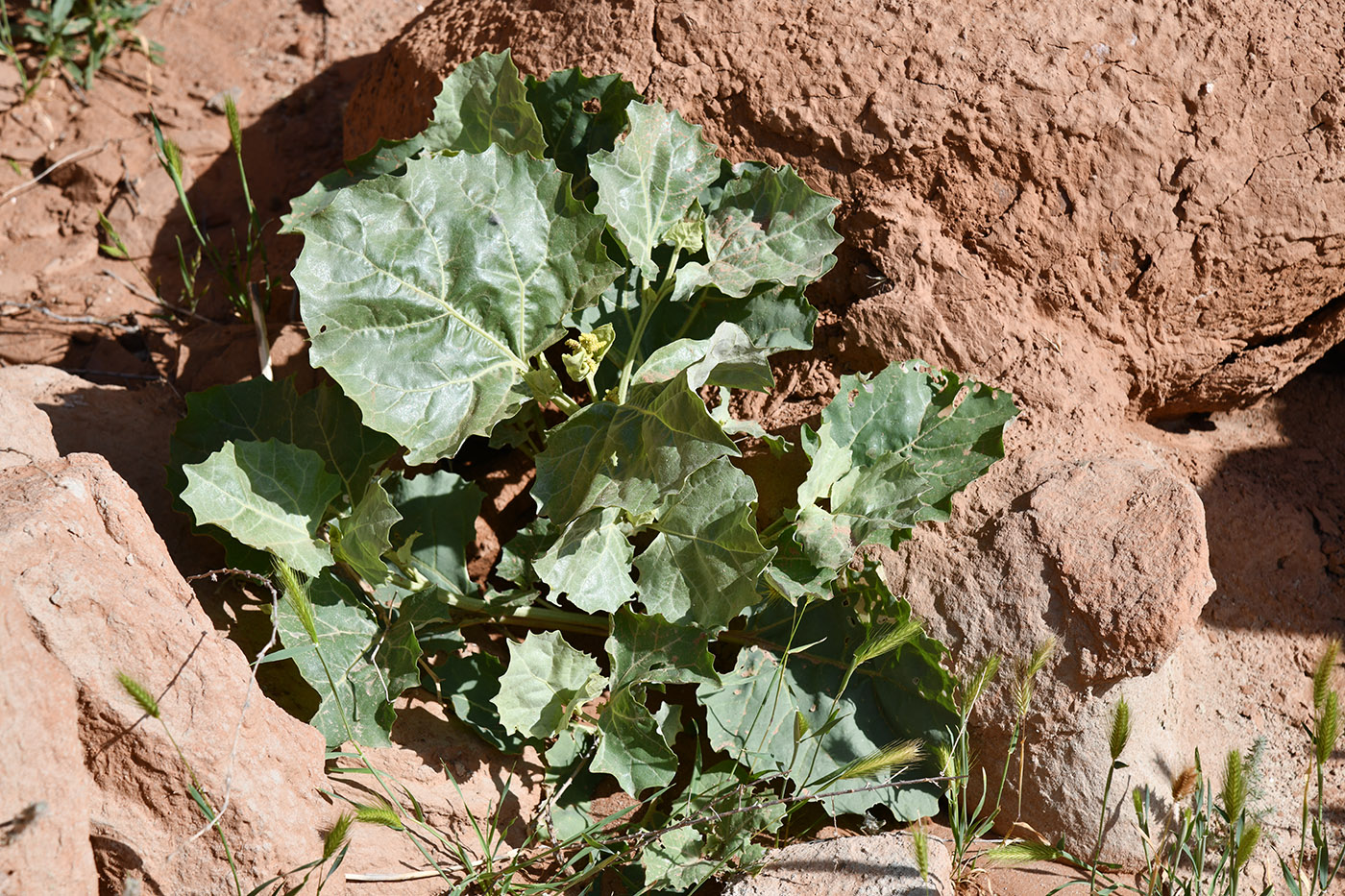 Image of Atriplex moneta specimen.