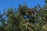 Crataegus submollis