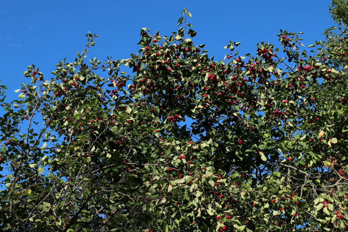 Image of Crataegus submollis specimen.