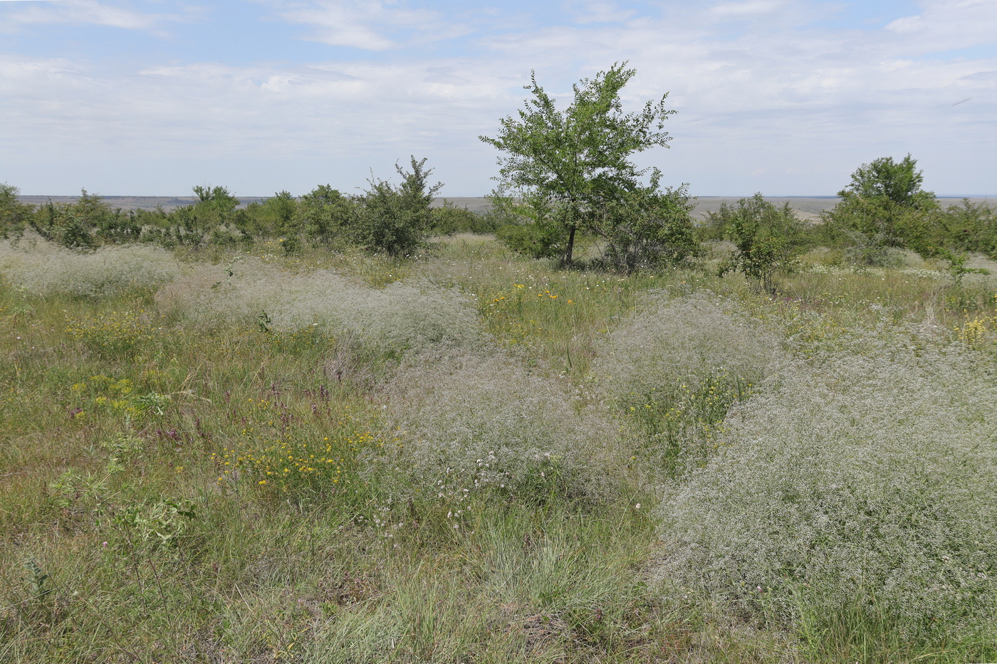 Image of Gypsophila paniculata specimen.