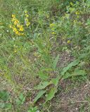 genus Verbascum