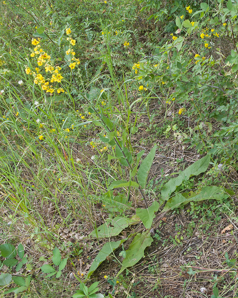 Image of Verbascum marschallianum specimen.
