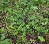Cirsium palustre. Розетка листьев. Тульская обл., Заокский р-н, Бутиково, просека между березняком и еловыми посадками. 18.05.2025.