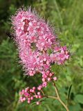 Spiraea humilis