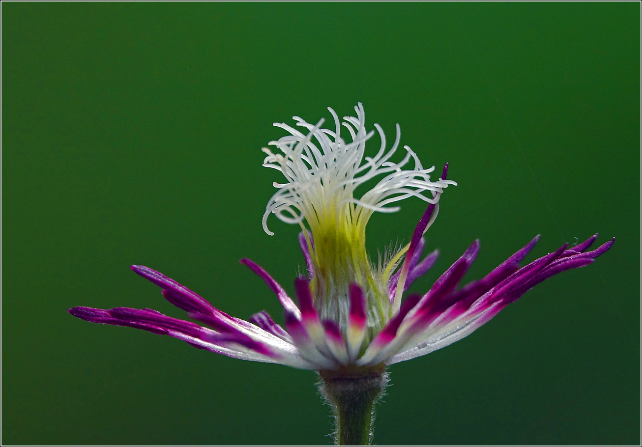 Image of Clematis &times; jackmanii specimen.