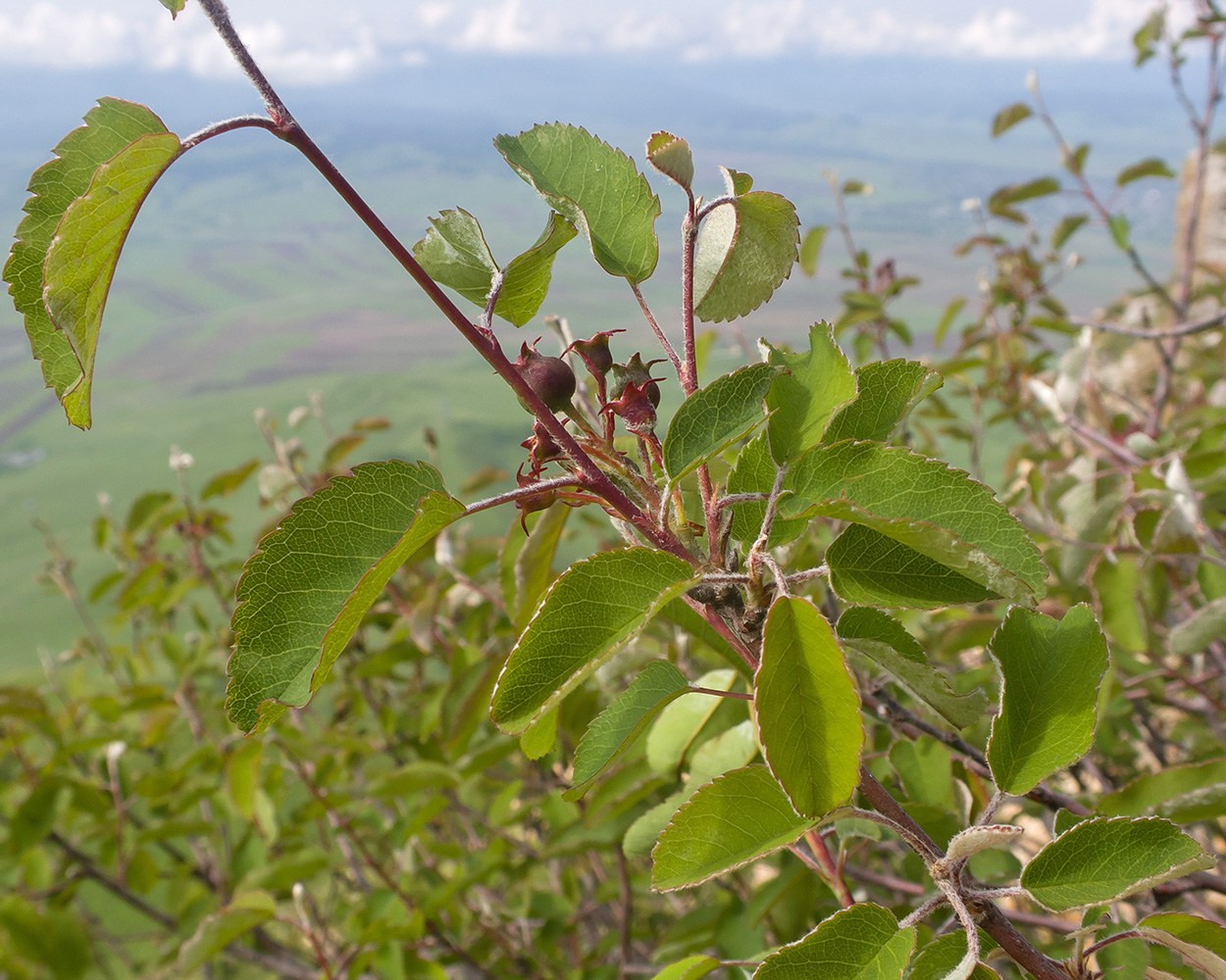 Image of Amelanchier ovalis specimen.