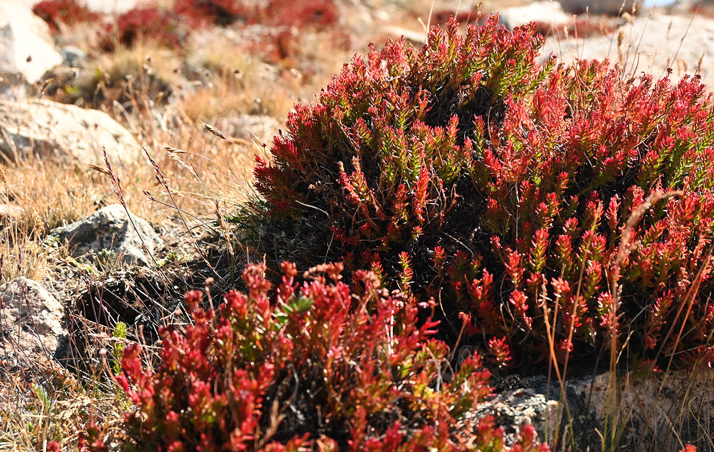 Изображение особи Rhodiola coccinea.