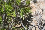 genus Rhamnus