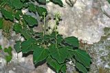 Hedera helix. Ветвь с распускающимися соцветиями. Республика Абхазия, окр. г. Новый Афон. 28.08.2009.