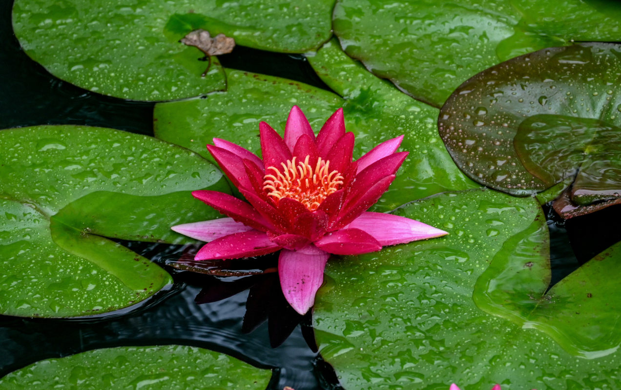 Изображение особи Nymphaea &times; marliacea.