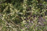 Asparagus acutifolius. Часть веточки с цветками и бутонами. Жирона, комарка Баш Эмпорда, муниципалитет Калонже, дубово-сосновый лес, обочина просёлочной дороги. 03.08.2025.