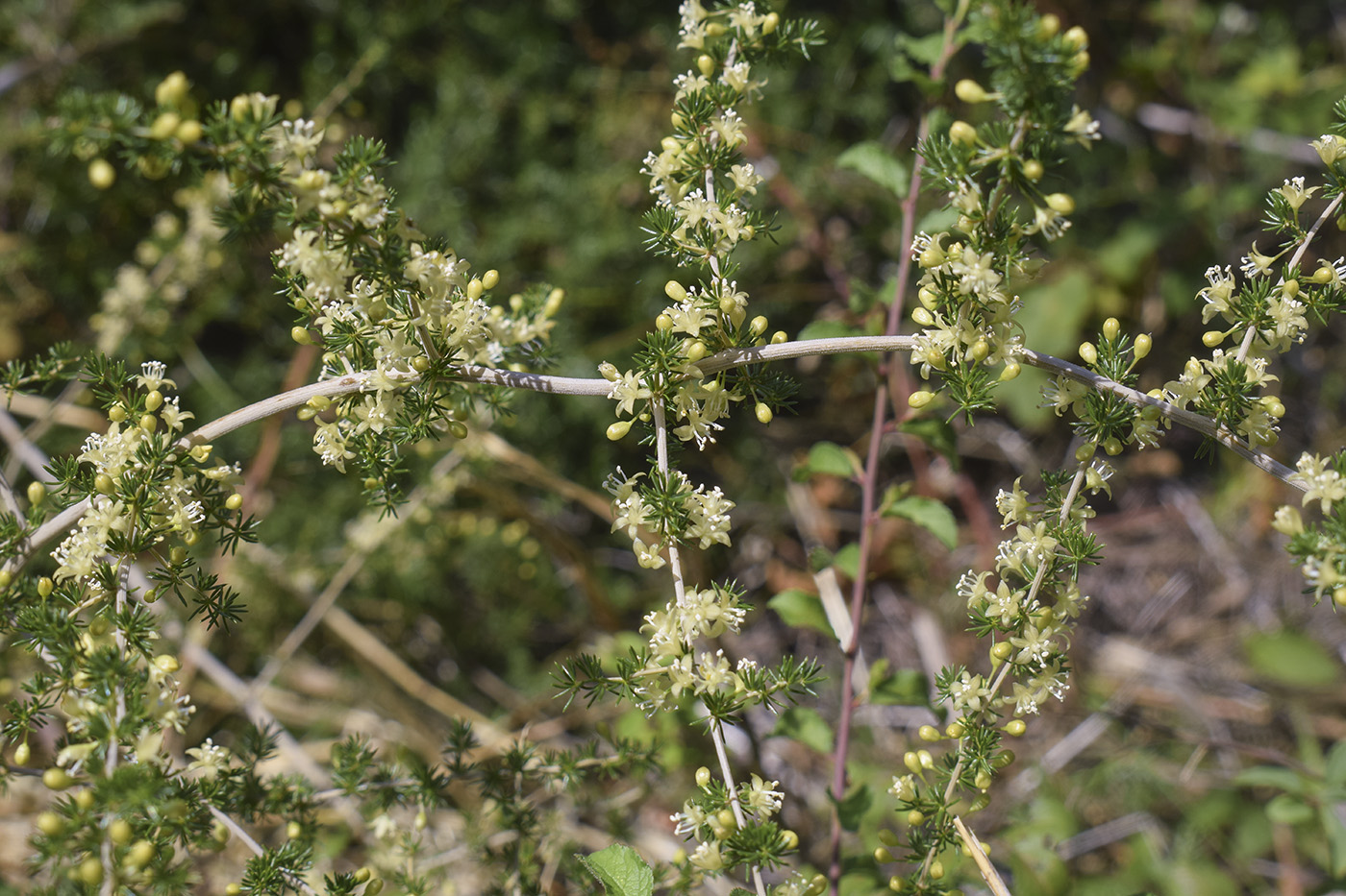 Изображение особи Asparagus acutifolius.