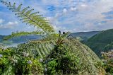 Cyathea cooperi. Верхушка вегетирующего растения. Португалия, Азорские о-ва, о-в Сан-Мигел, кальдера вулкана Сети-Сидадиш, ≈ 500 м н.у.м., окраина зарослей кустарников. 14.08.2025.