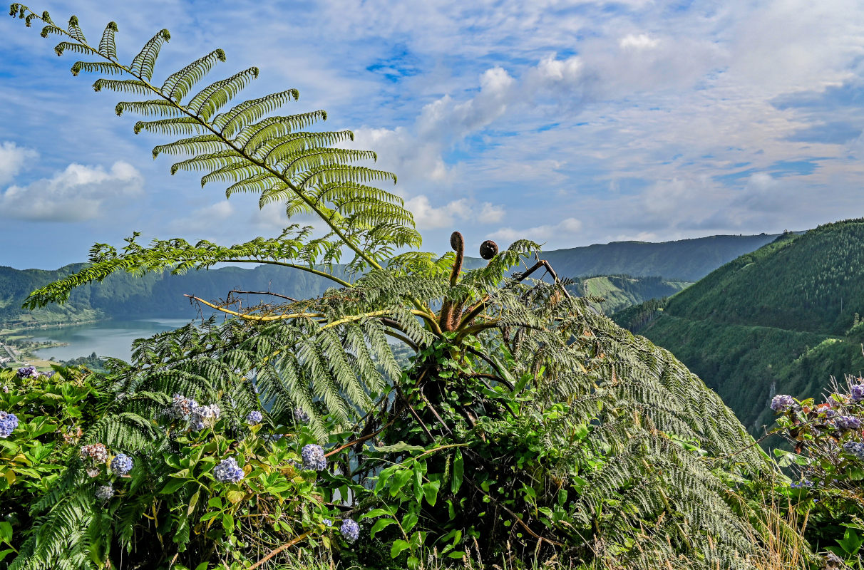 Изображение особи Cyathea cooperi.
