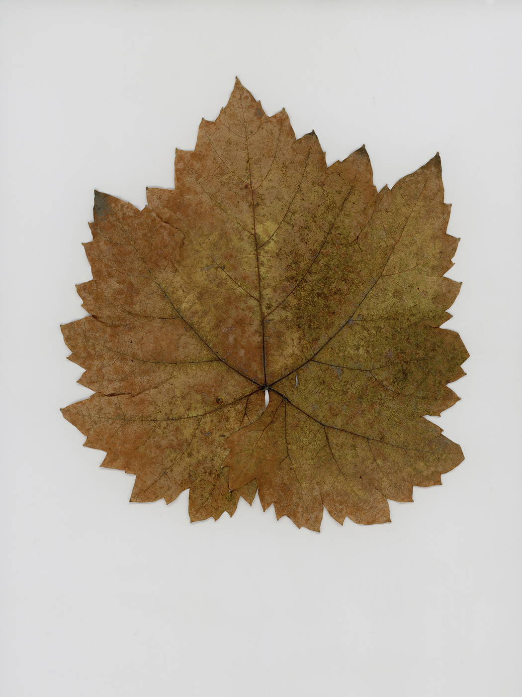 Изображение особи Vitis × bacoi.