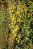 Solidago virgaurea. Общее соцветие. Беларусь, Витебская обл., окр. дер. Сурмино, край вырубки на месте елово-соснового леса. 12.08.2025.