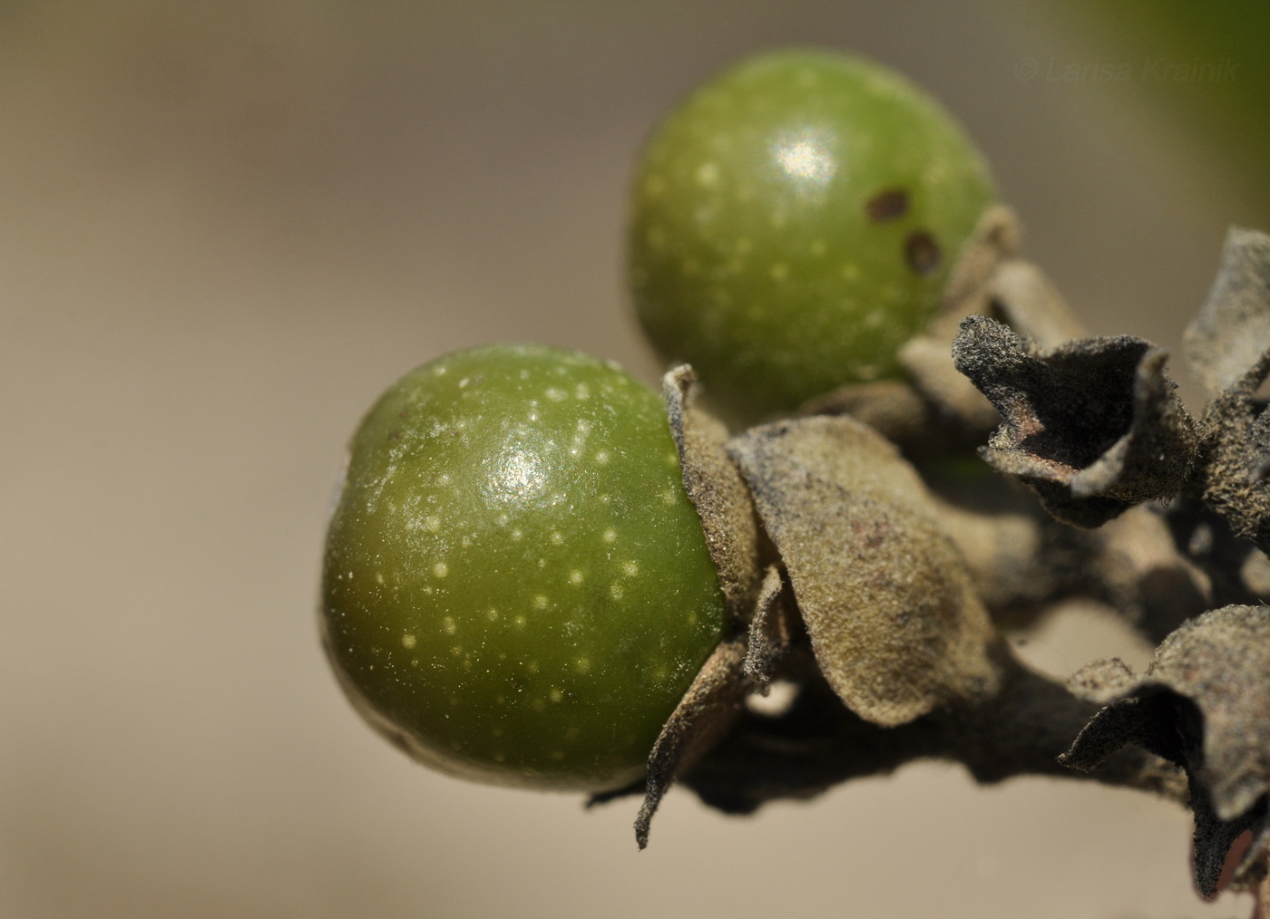 Image of Vitex pinnata specimen.