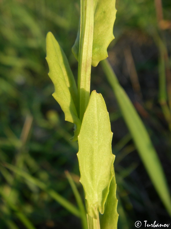 Image of Thlaspi arvense specimen.