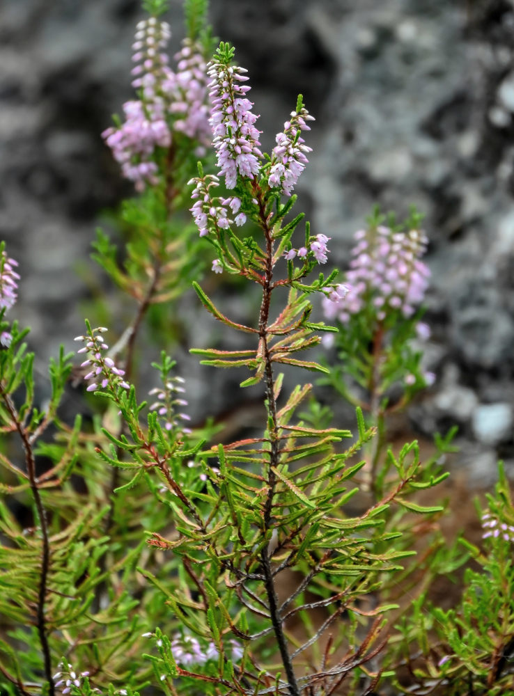 Изображение особи Calluna vulgaris.