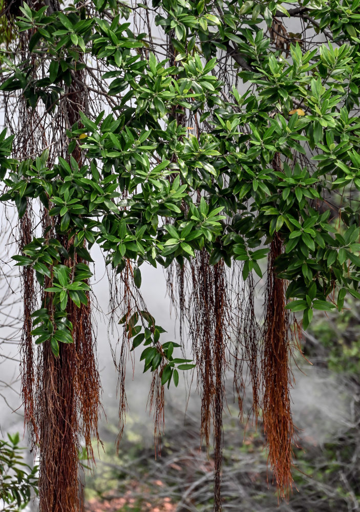 Image of Metrosideros excelsa specimen.