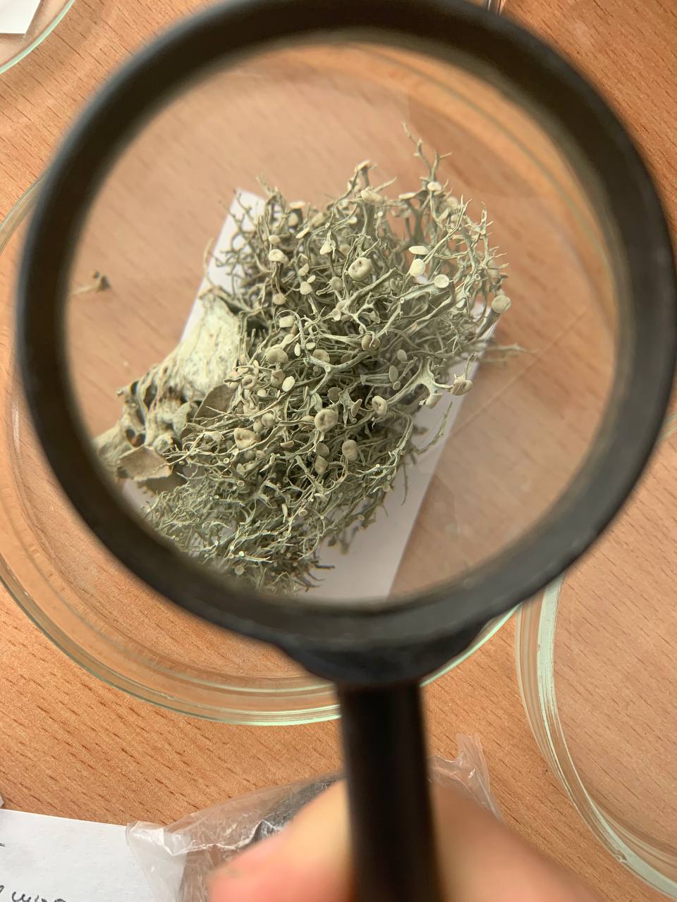 Изображение особи Неопознанный вид.