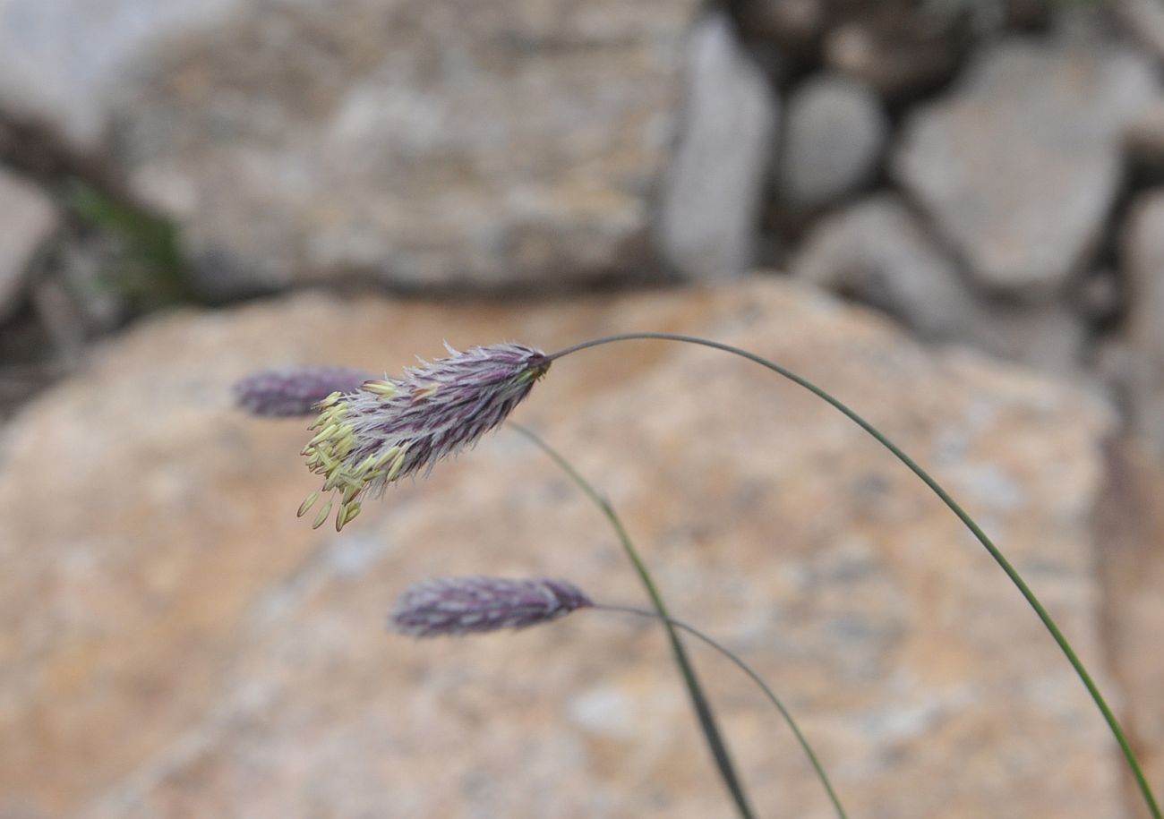 Image of Alopecurus vaginatus specimen.