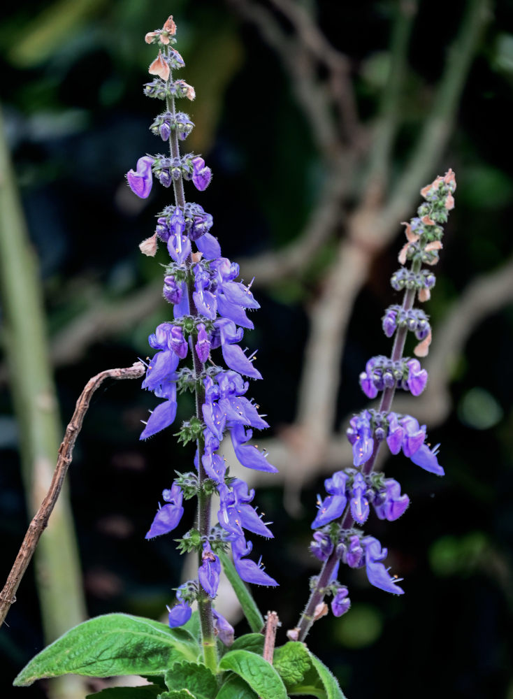 Изображение особи Coleus barbatus.