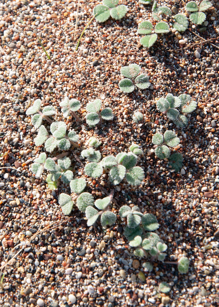 Изображение особи семейство Fabaceae.