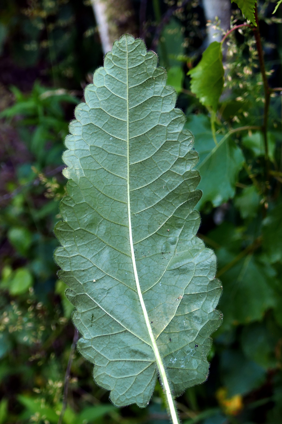 Image of Stachys palustris specimen.