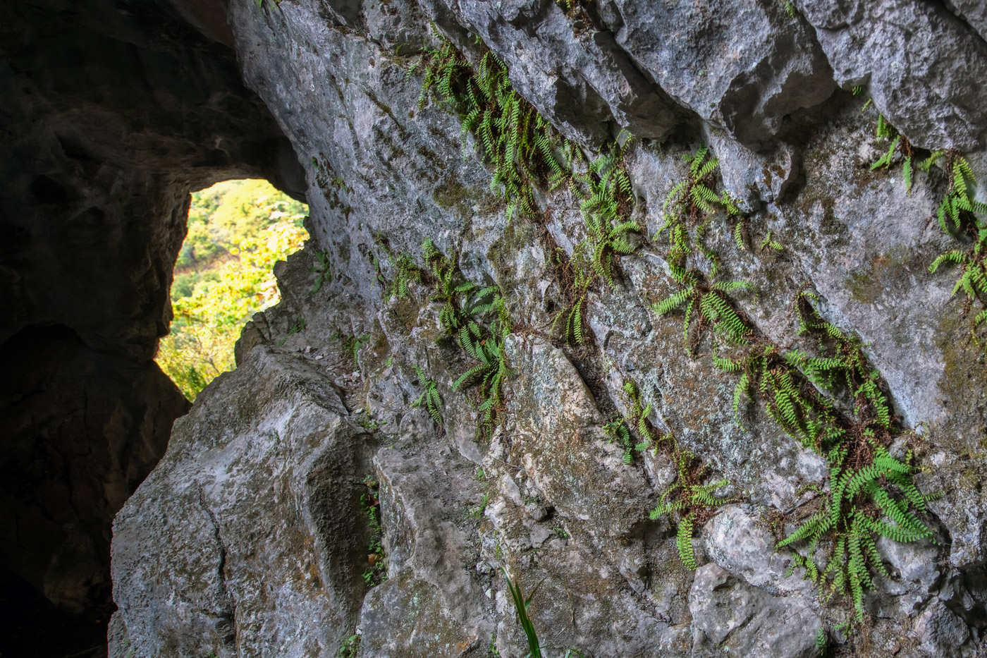 Image of Polypodium sibiricum specimen.