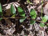 Vinca herbacea. Часть побега. Крым, Кировский р-н, окр. с. Грушёвка и г. Старый Крым, лесистый склон возле грунтовой дороги. 03.05.2025.