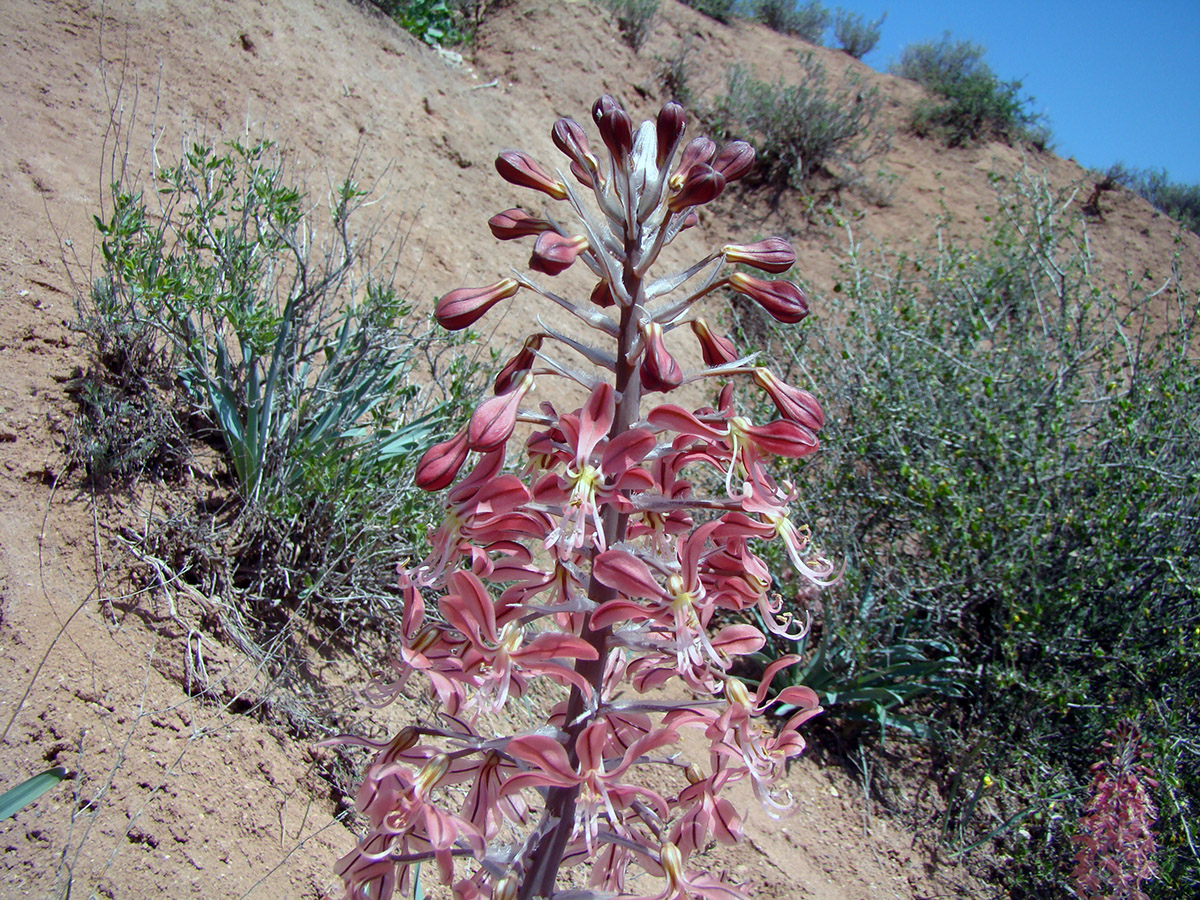 Изображение особи Eremurus alberti.